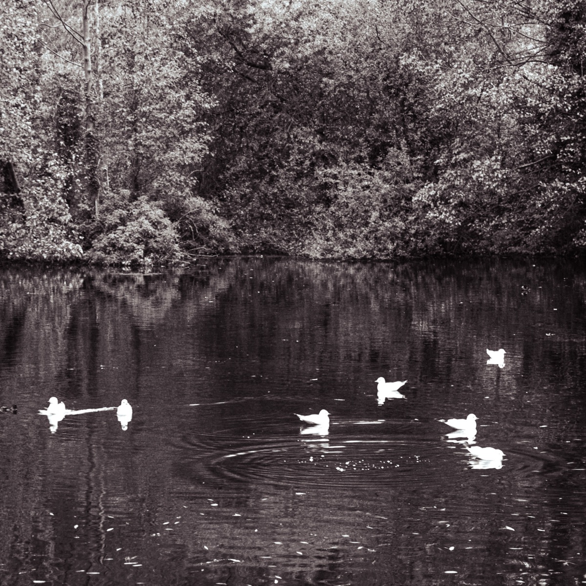 Chcem ti chýbať (feat. Adam the World)